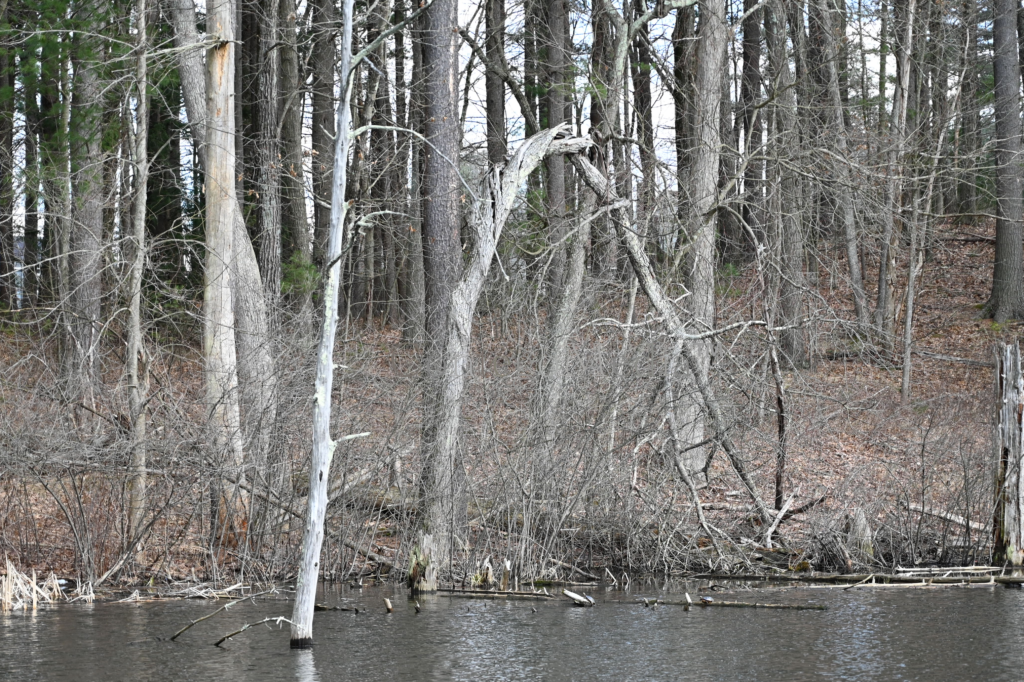 Melissa Movafaghi - Contego Media - Twisted Tree - Landscape View - Zoom In - Photograph Credit Melissa Movafaghi