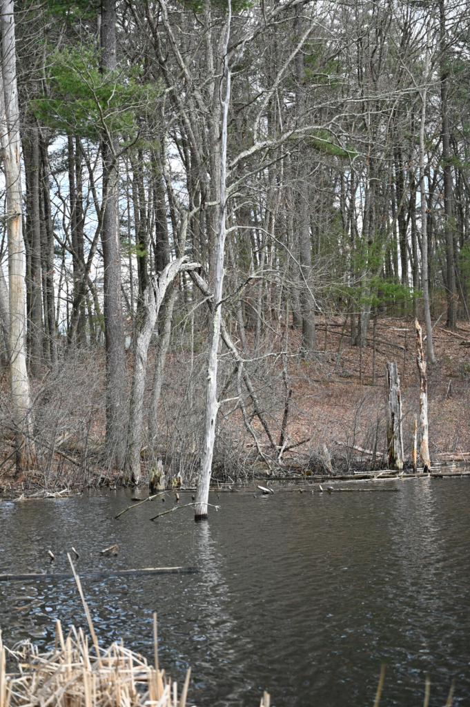 Melissa Movafaghi - Contego Media - Twisted Tree from a Distance - Over Pond - Photograph Credit Melissa Movafaghi