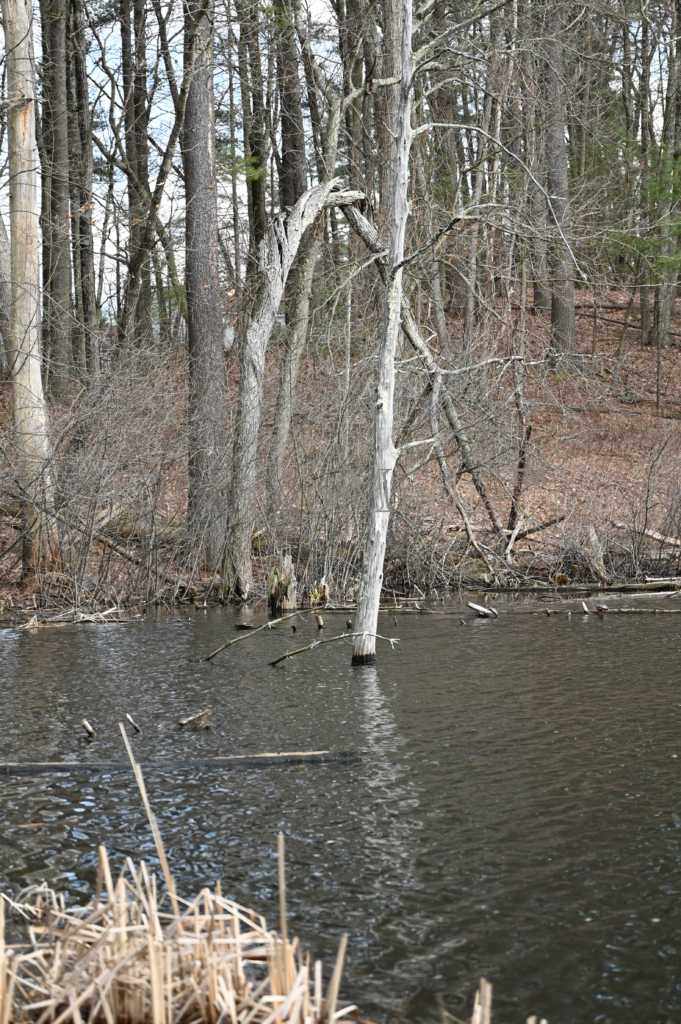 Melissa Movafaghi - Contego Media - Twisted Tree with Pond and Tree in Front - Photograph Credit Melissa Movafaghi