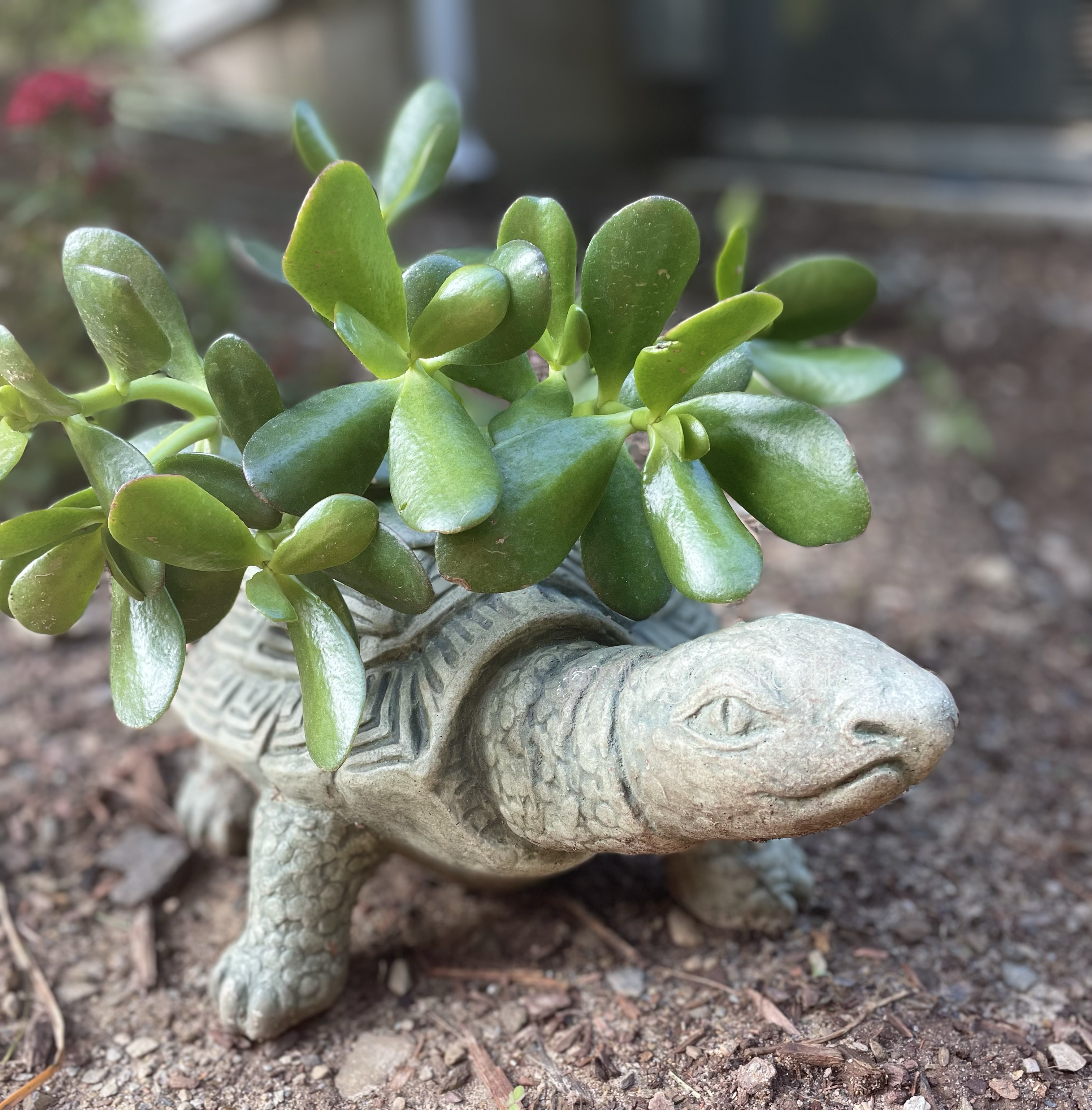 Melissa Movafaghi - Contego Media - War Turtle - Newly Planted - Photograph Credit Melissa Movafaghi