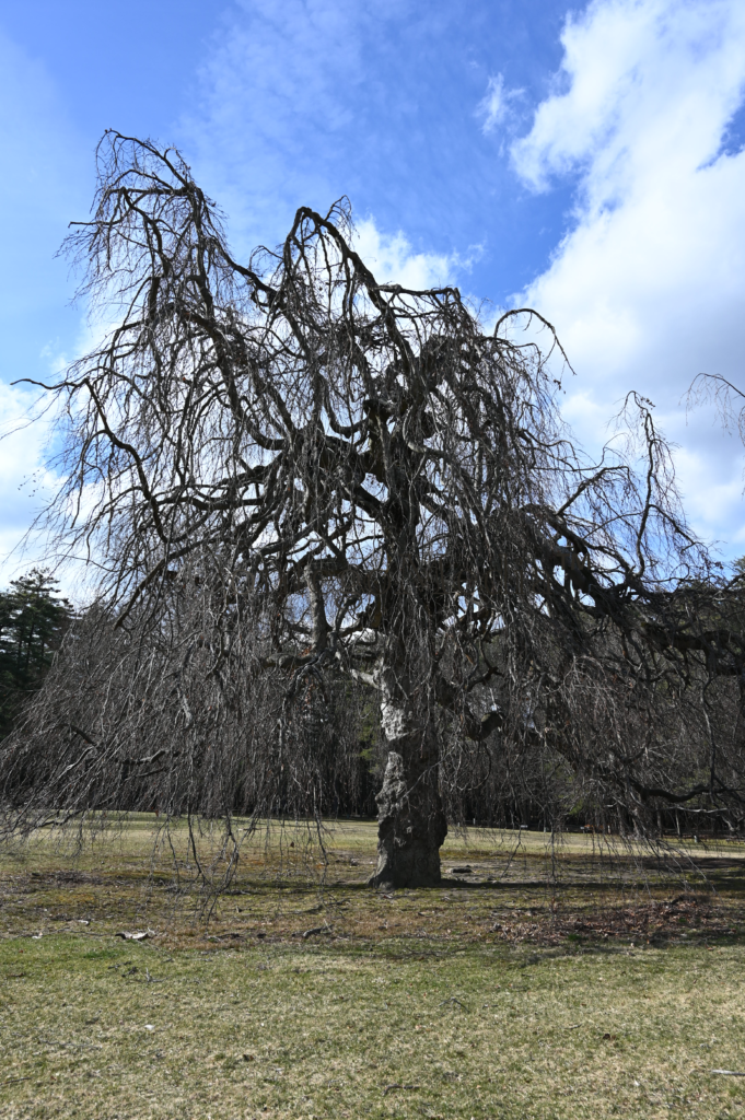 Melissa Movafaghi - Contego Media - Weeping Willow - Bare in the Springtime - Photograph Credit Melissa Movafaghi