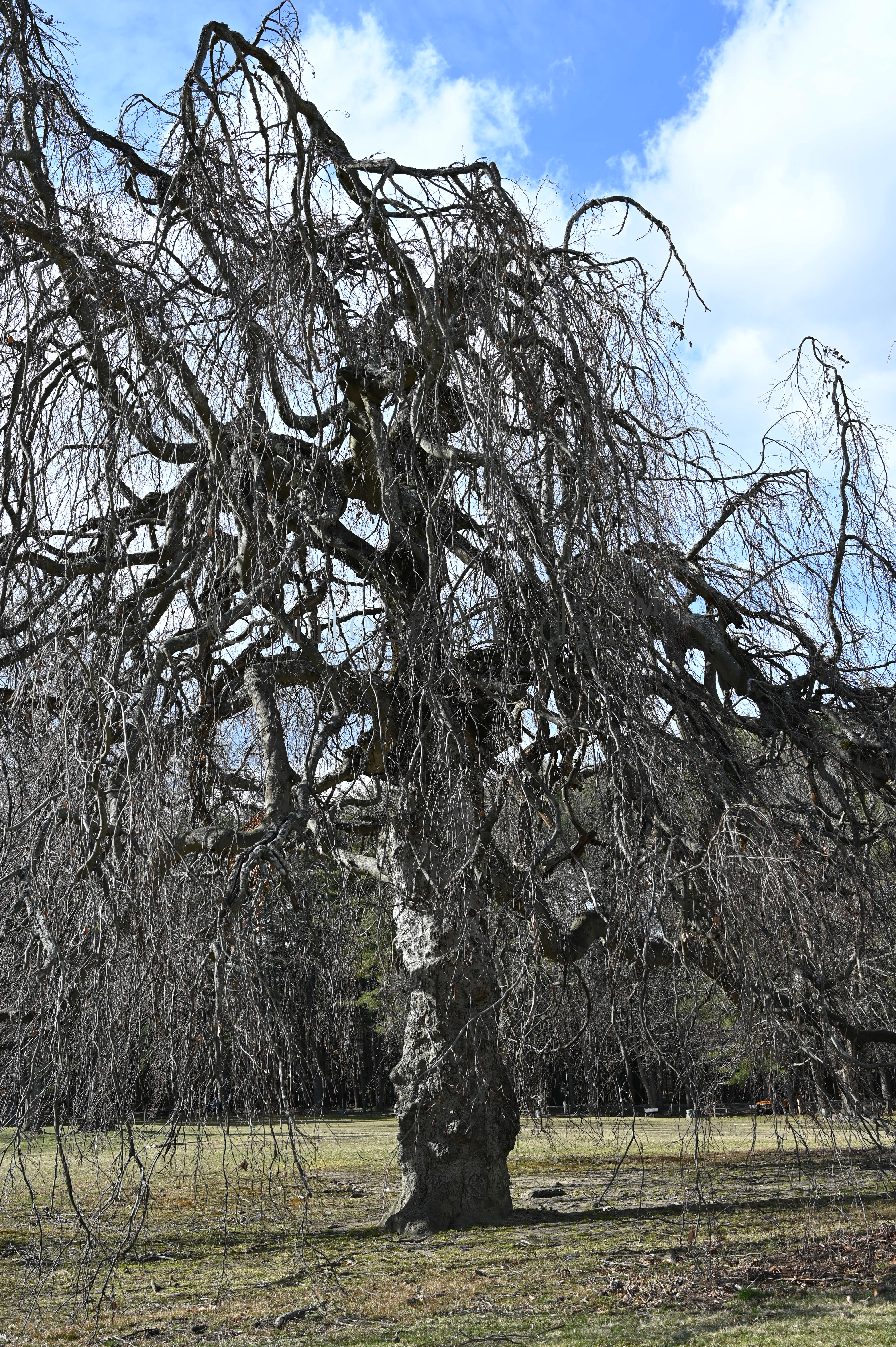 Melissa Movafaghi - Contego Media - Weeping Willow - Gnarled Bare Branches - Photograph Credit Melissa Movafaghi