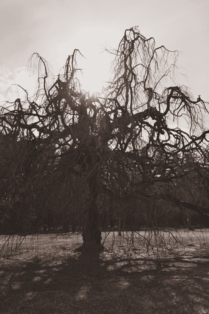 Melissa Movafaghi - Contego Media - Weeping Willow - Sun Shining Over - With Soft Sepia & Darker Filters - Photograph Credit Melissa Movafaghi