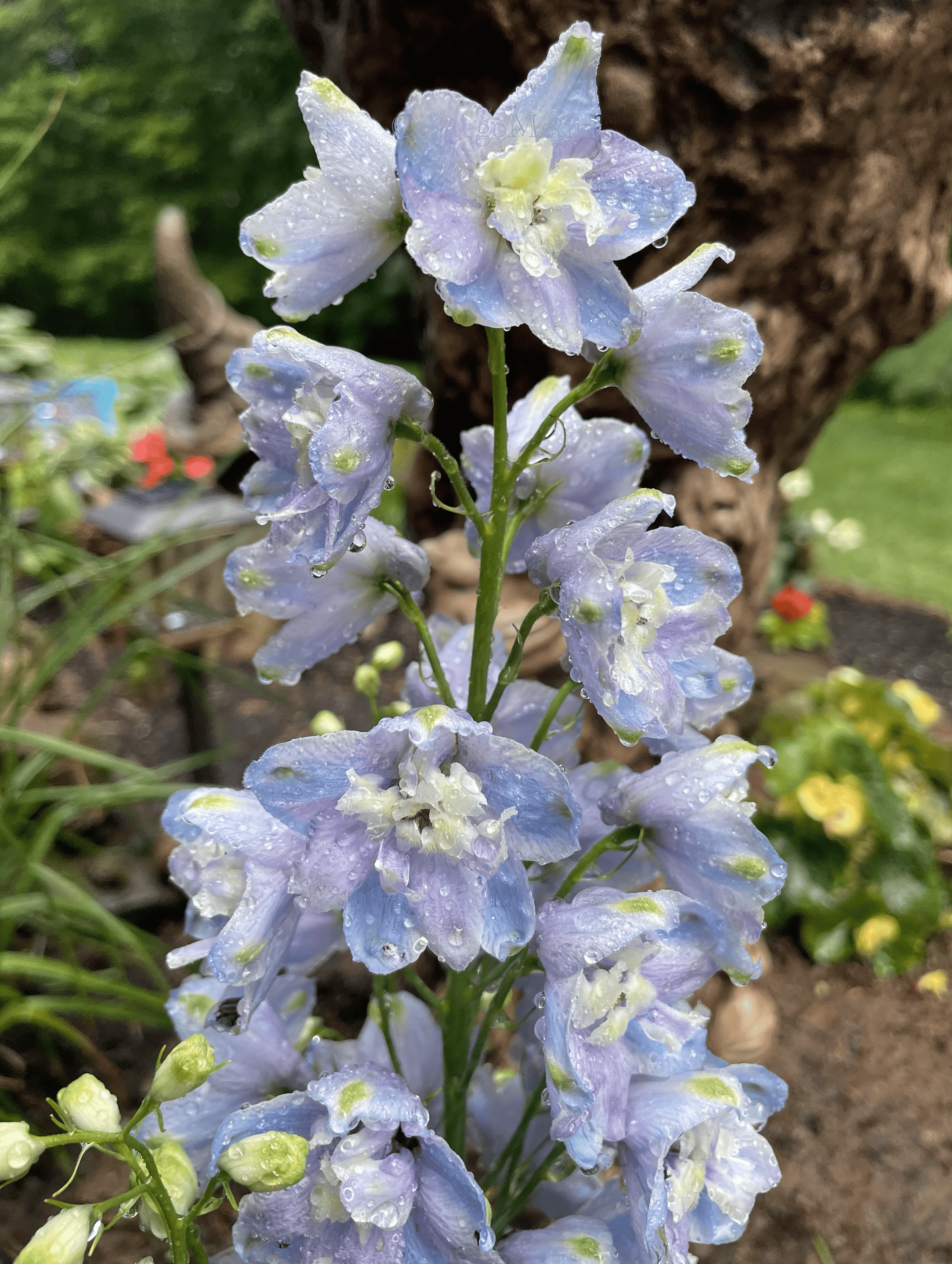 Melissa Movafaghi - Contego Media - light blue and purple gladiolus - tall stalk covered in droplets - Photograph Credit Melissa Movafaghi